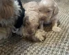 Cavapoo