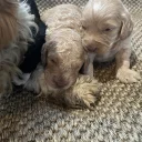Cavapoo