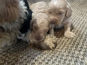 Cavapoo