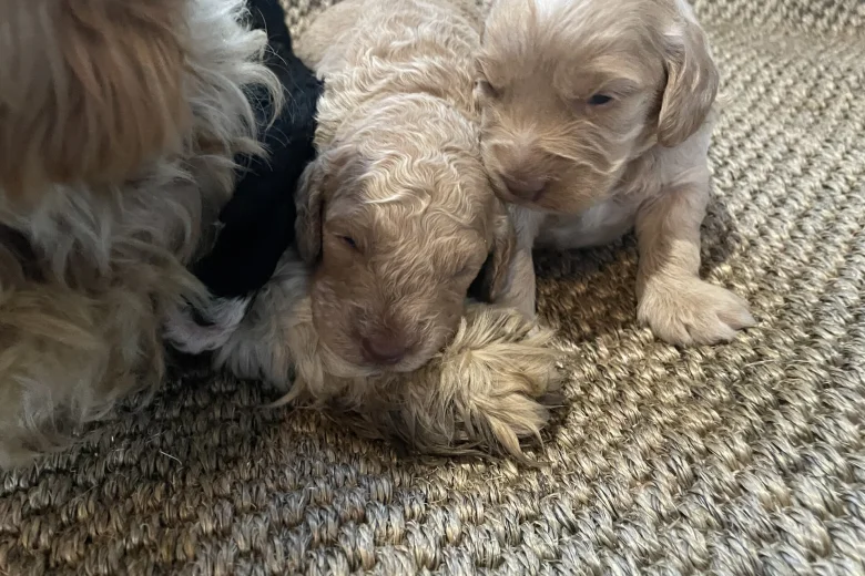Cavapoo