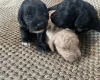 Cavapoo