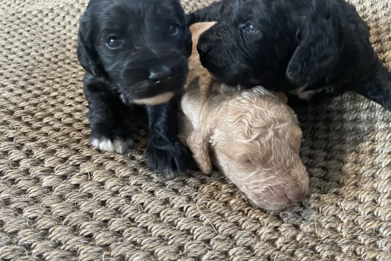 Cavapoo