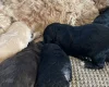 Cavapoo