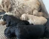 Cavapoo