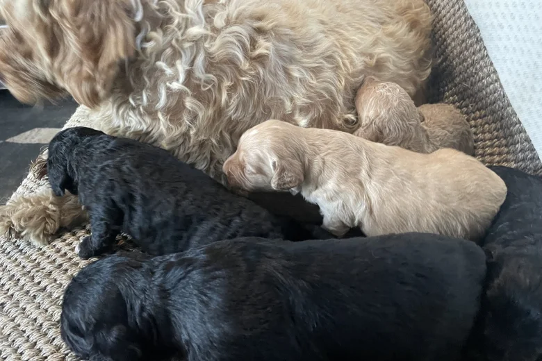 Cavapoo