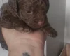 Cavapoo