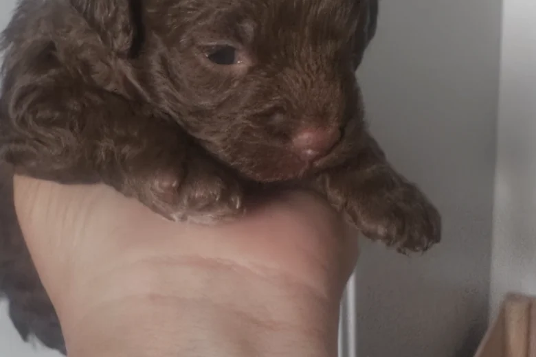 Cavapoo