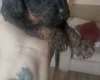 Cavapoo