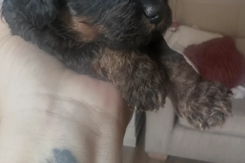 Cavapoo