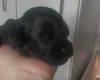 Cavapoo