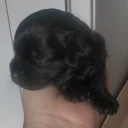 Cavapoo