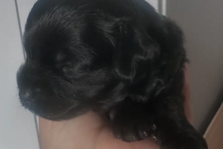 Cavapoo