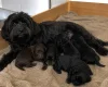 Cavapoo