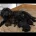 Cavapoo
