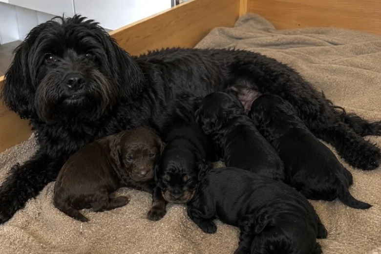 Cavapoo