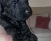 Cavapoo