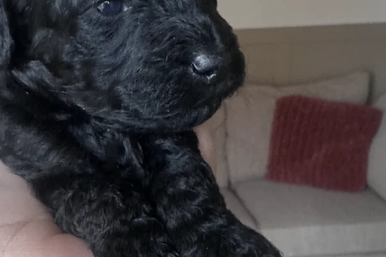 Cavapoo