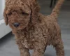 Cavapoo