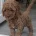Cavapoo
