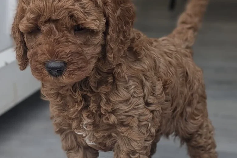 Cavapoo