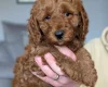 Cavapoo