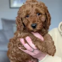 Cavapoo