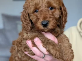 Cavapoo