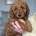 Cavapoo