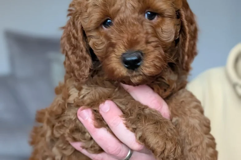 Cavapoo