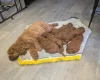 Cavapoo