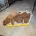 Cavapoo