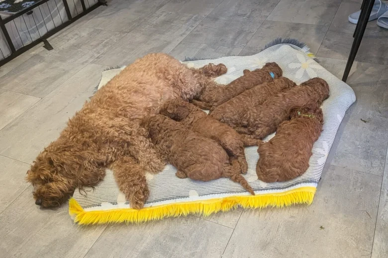 Cavapoo