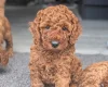 Cavapoo