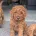 Cavapoo