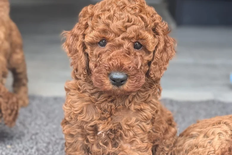 Cavapoo