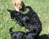 Cockapoo
