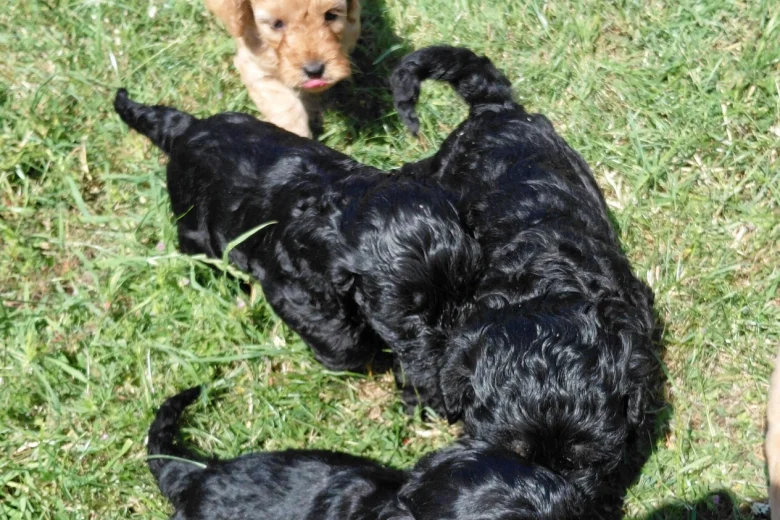 Cockapoo