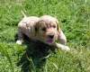 Cockapoo