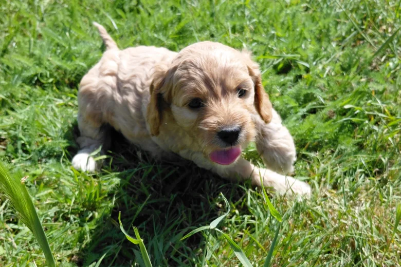 Cockapoo
