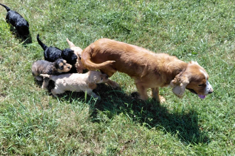 Cockapoo