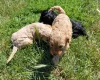 Cockapoo
