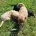 Cockapoo