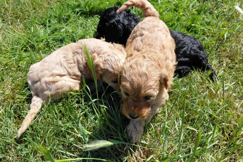 Cockapoo