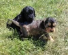 Cockapoo