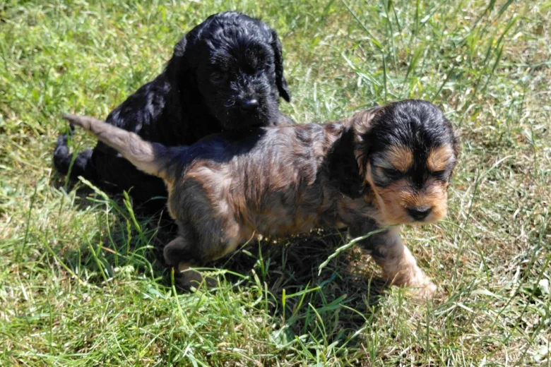 Cockapoo