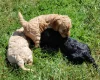 Cockapoo