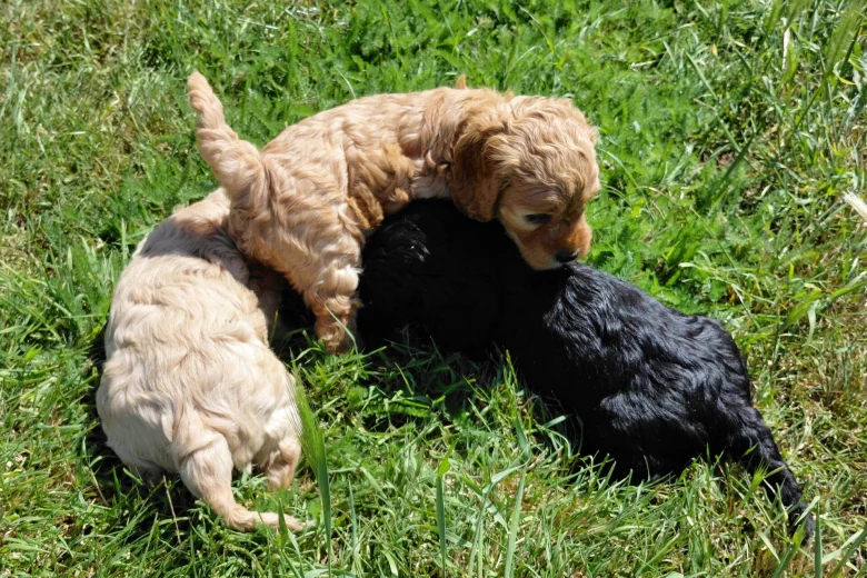 Cockapoo