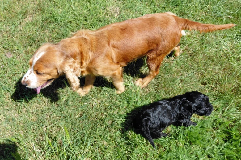 Cockapoo