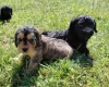 Cockapoo