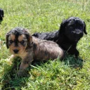 Cockapoo